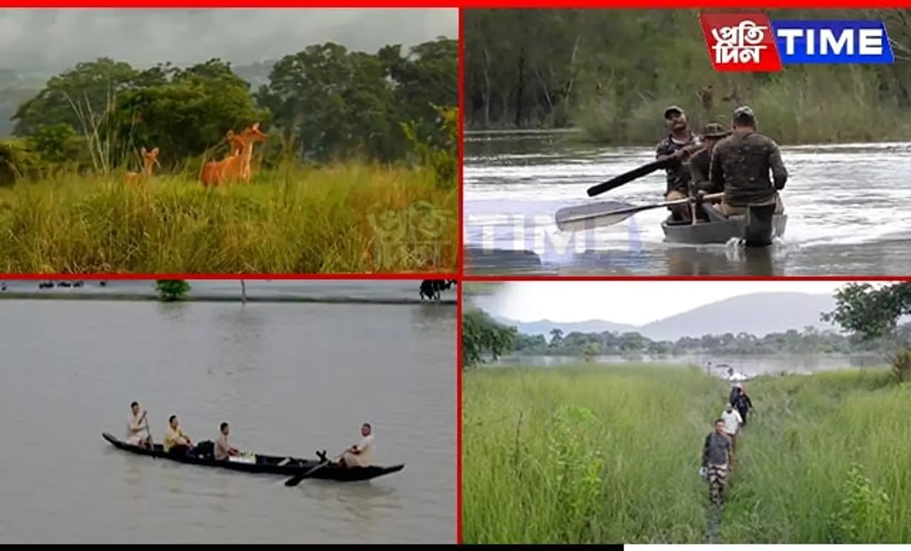Assam Floods: 138 Wild Animals, Including 6 Rhinos Dead in Kaziranga National Park